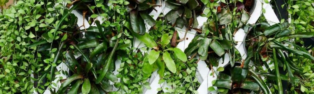 Giardino verticale in casa: cos’è e come realizzarlo