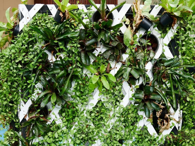 Giardino verticale in casa: cos’è e come realizzarlo.